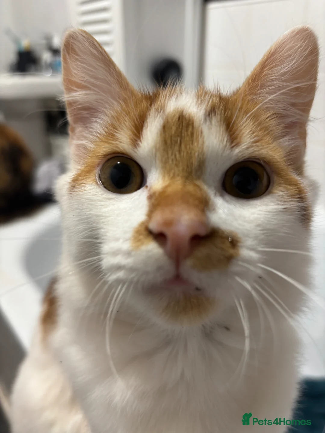 Domestic Shorthair cats for sale: Pumpkin - Advert 5