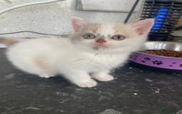 British Shorthair cats for sale: 5  Registered British Shorthair  in Manningtree - Image 1