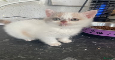 British Shorthair cats in Manningtree - Advert 9