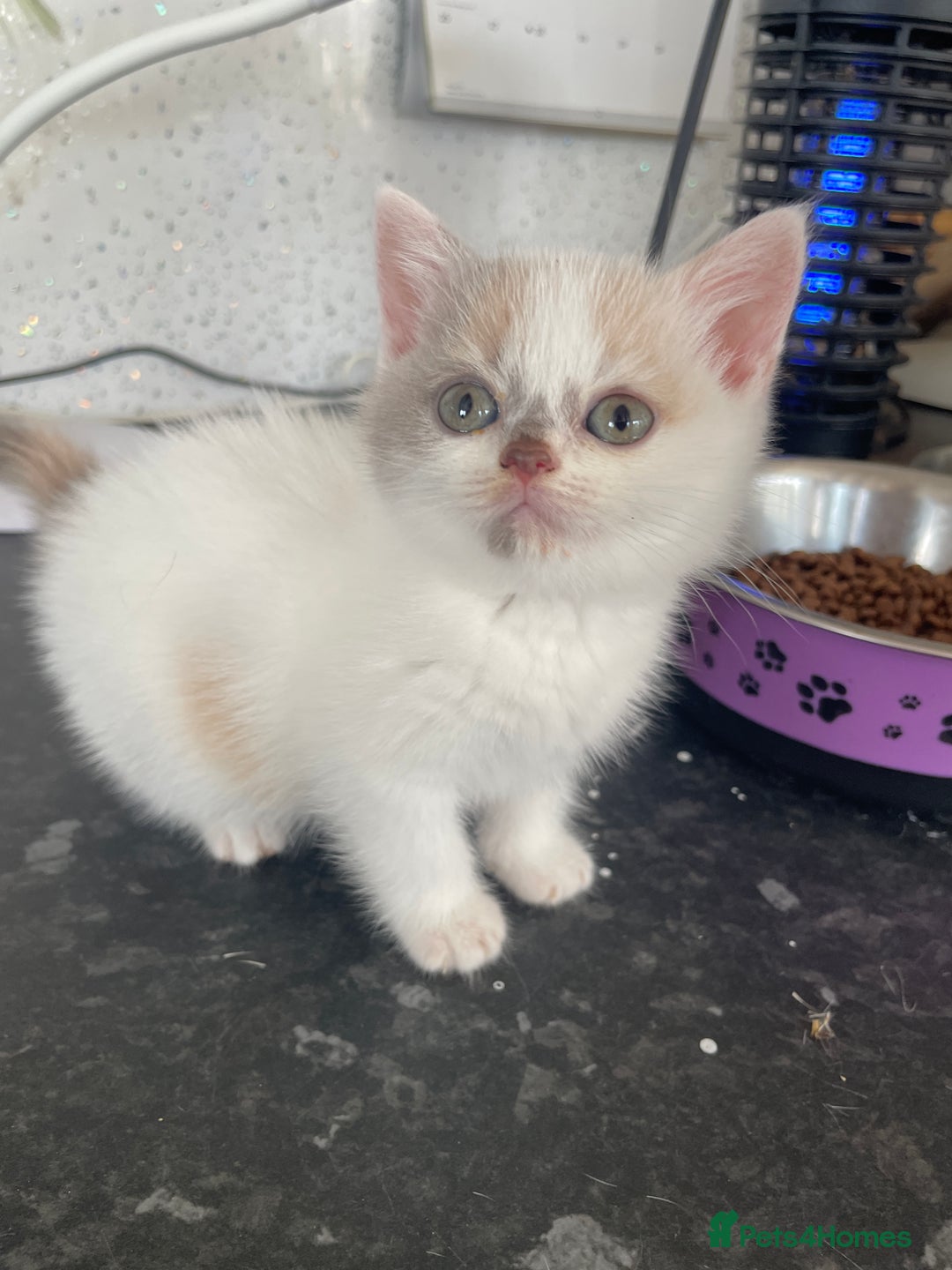 British Shorthair cats for sale: 5  Registered British Shorthair  in Manningtree - Image 1