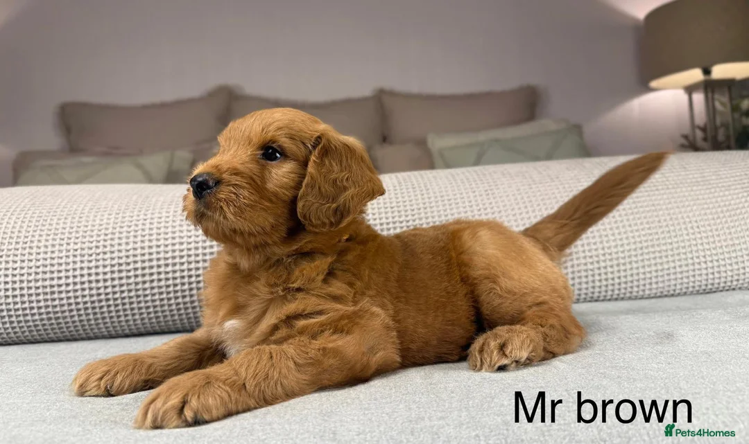 Goldendoodle dogs for sale: HEAD TURNING BOYS AND GIRLS. HEALTH TESTED LINEAGE - Advert 28