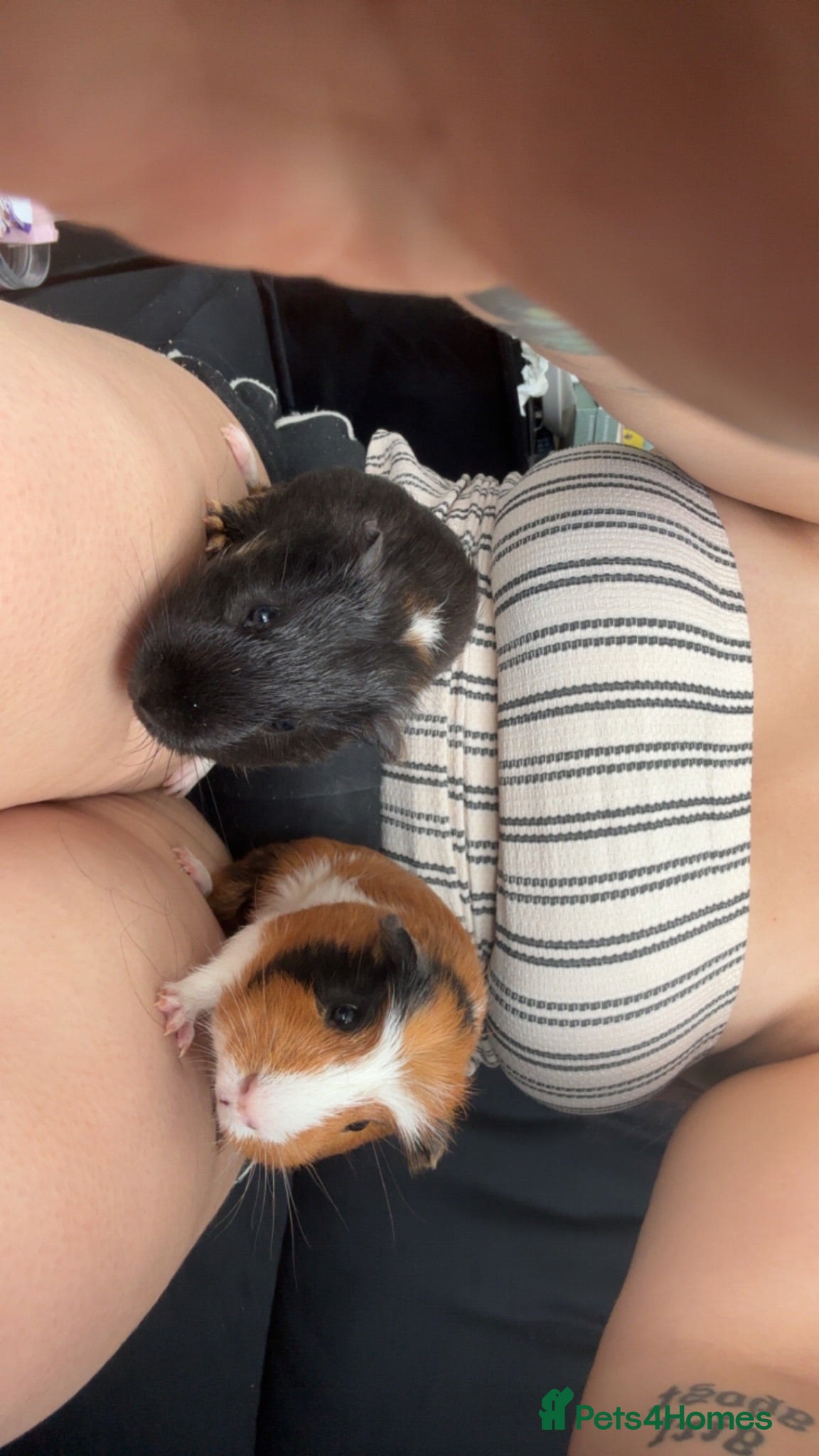 Guinea Pig rodents 2 male guinea pigs needing rehomed asap - Advert 10
