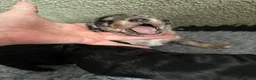 Schnoodle dogs for sale: Rare Schnoodle Babies - Advert 5