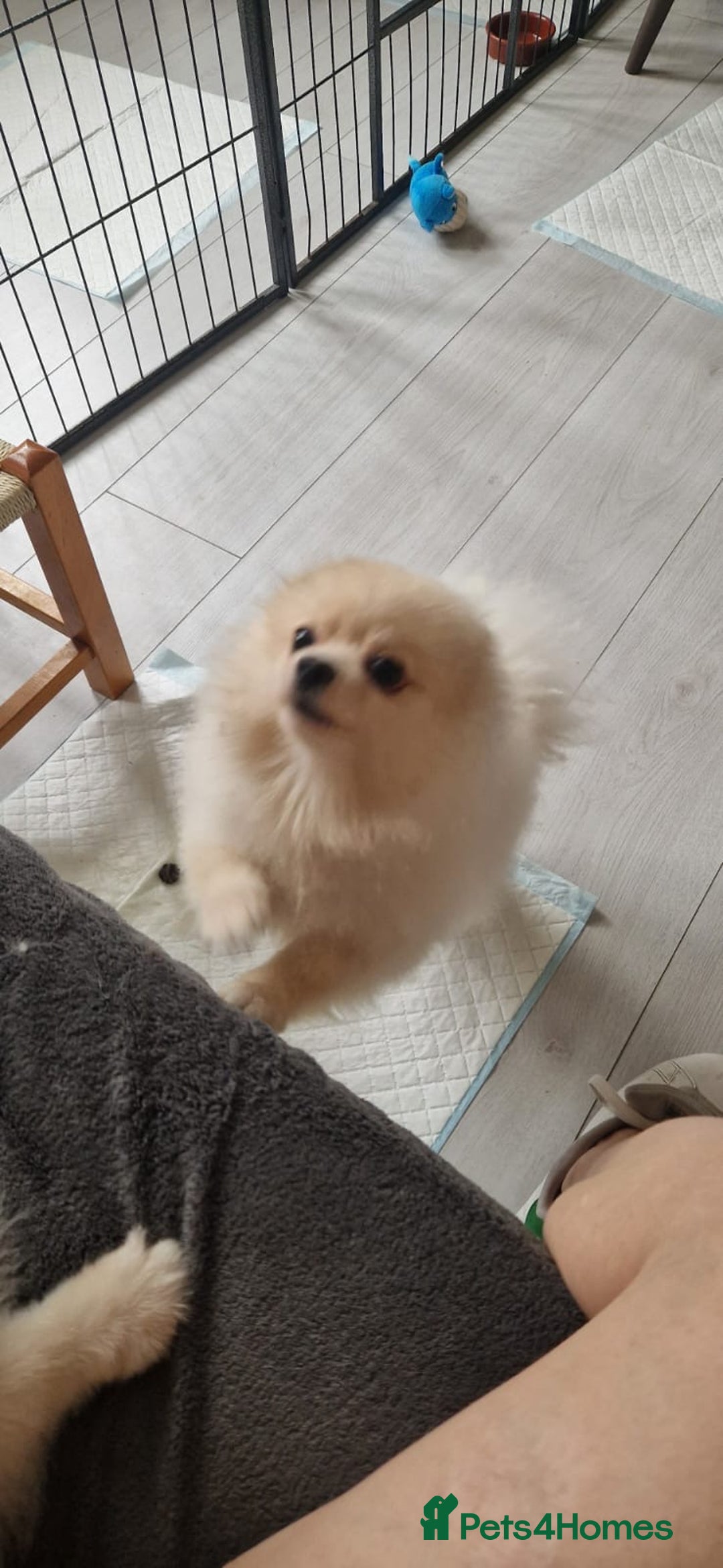Pomeranian dogs for sale: Pure breed Pomeranian boy and girls  in London - Image 13