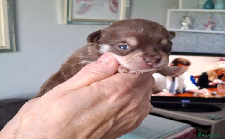 Chihuahua dogs - Advert 3
