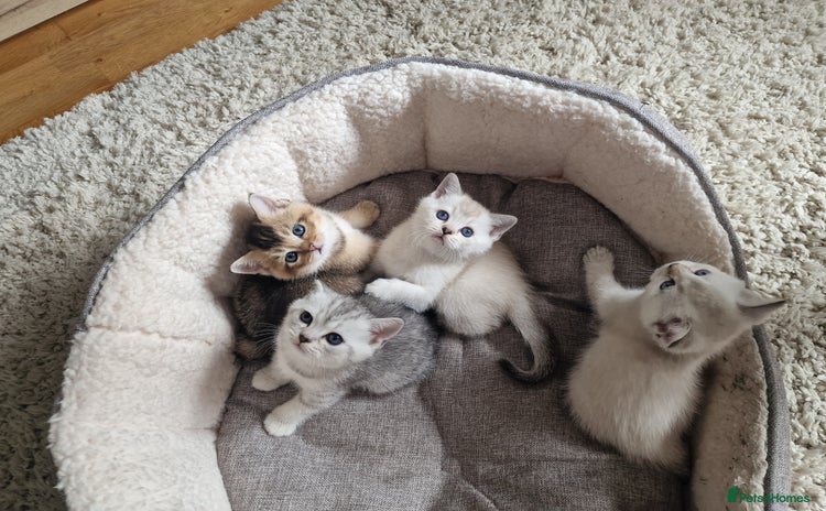 Scottish Fold cats - Advert 3