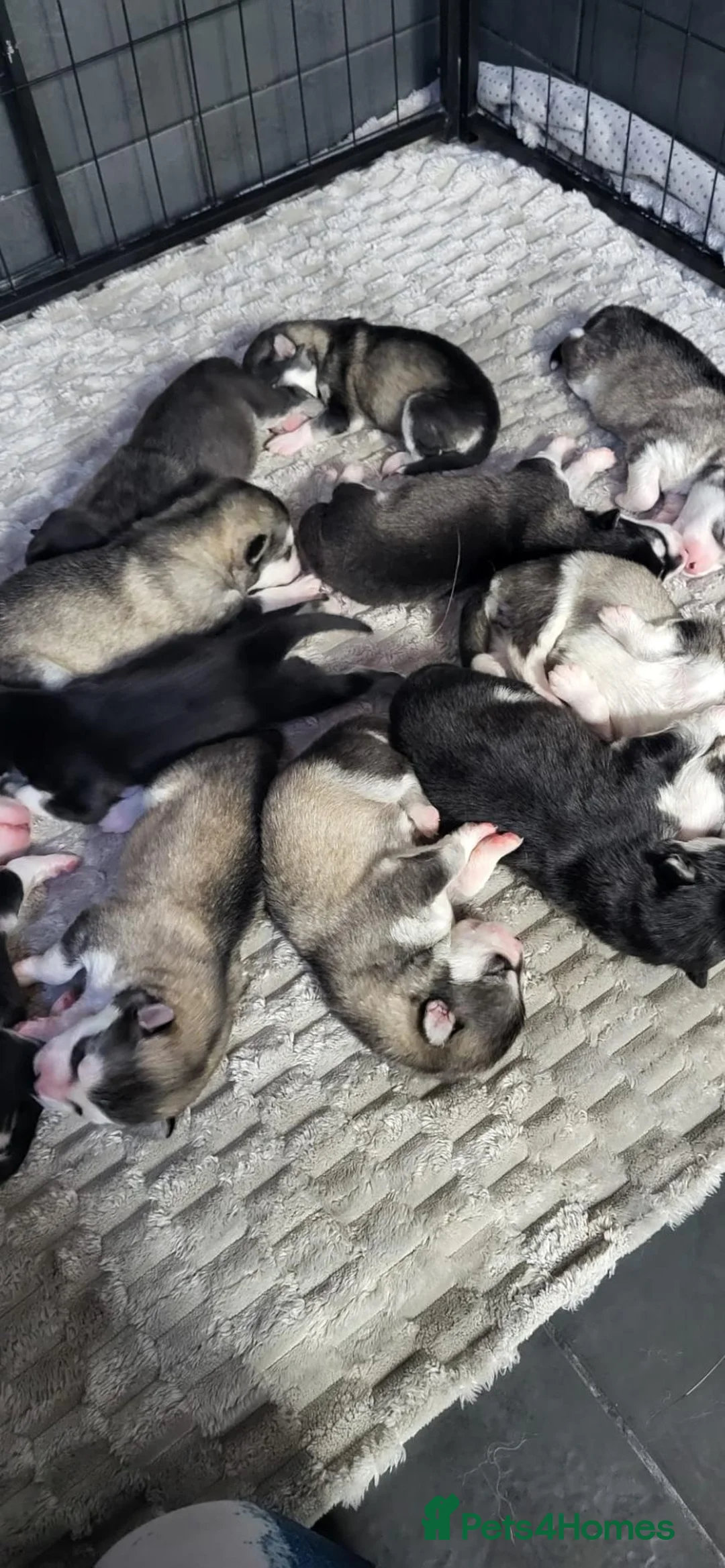 Alaskan Malamute dogs for sale: Pedigree Alaskan malamutes for sale - Advert 2