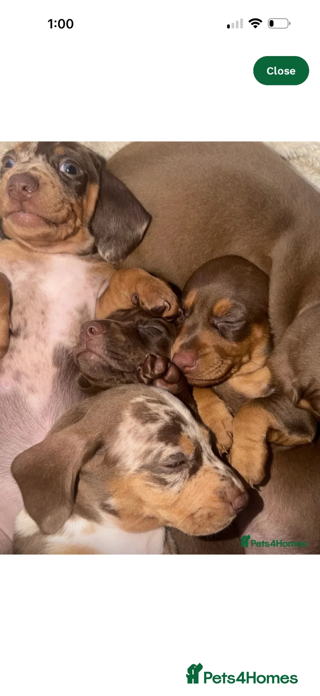 Dachshund dogs for sale: Dachshund dapple in London - Advert 2