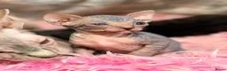 Sphynx cats for sale: Stunning litter of Sphynx kittens (hairless & fur) - Advert 15