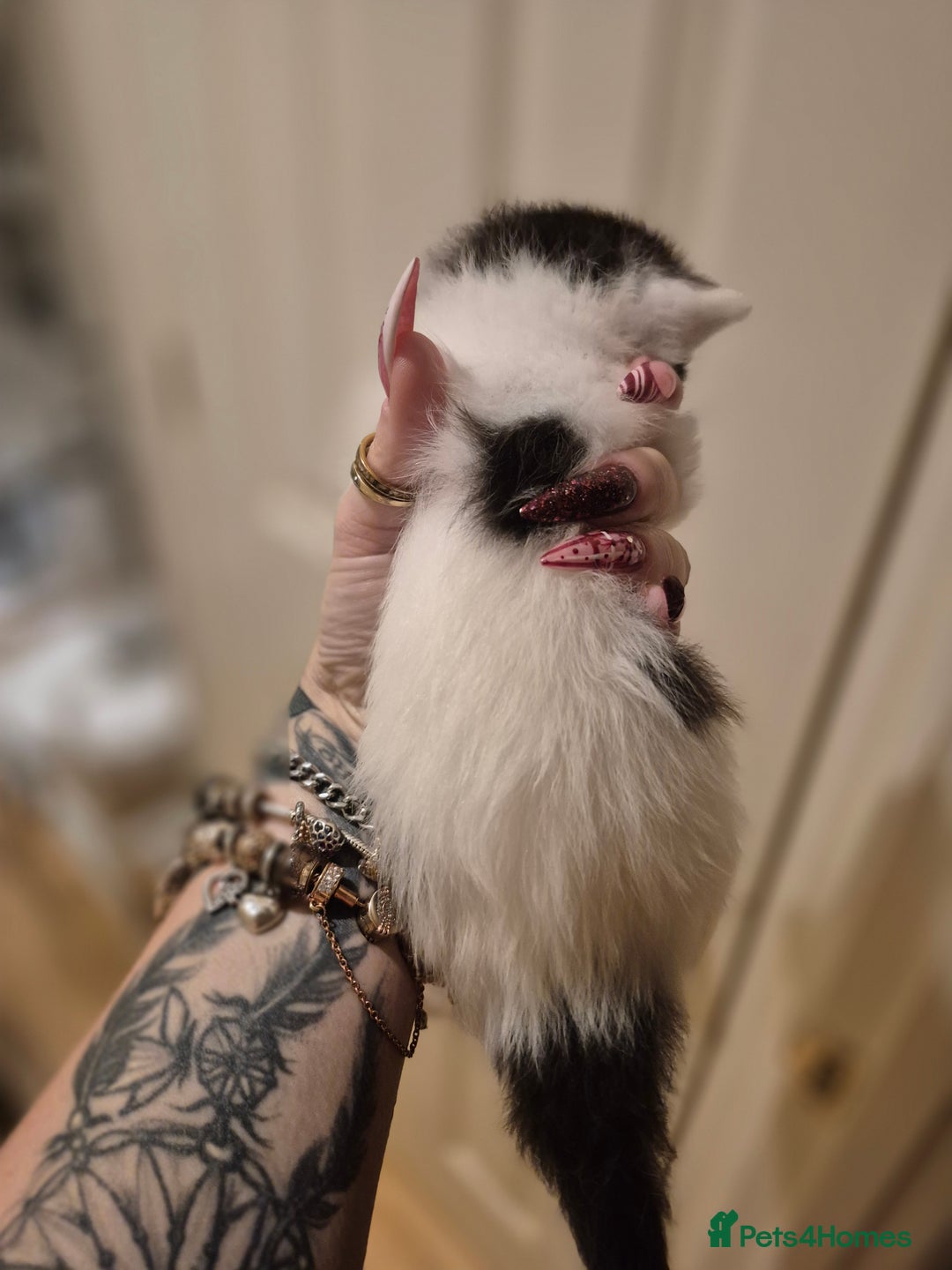 Maine Coon cats for sale: Last little Maine Coon Floof - Advert 6