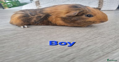 Guinea Pig rodents - Advert 11