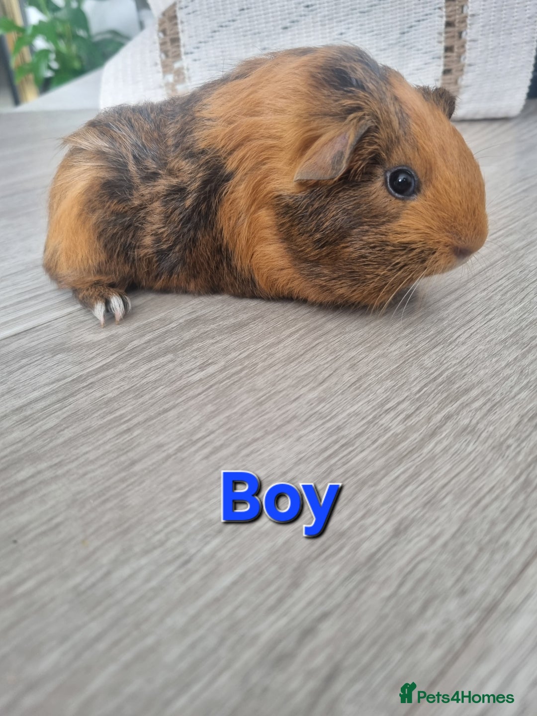 Guinea Pig rodents for sale: Guinea pigs £25 each  - Image 3