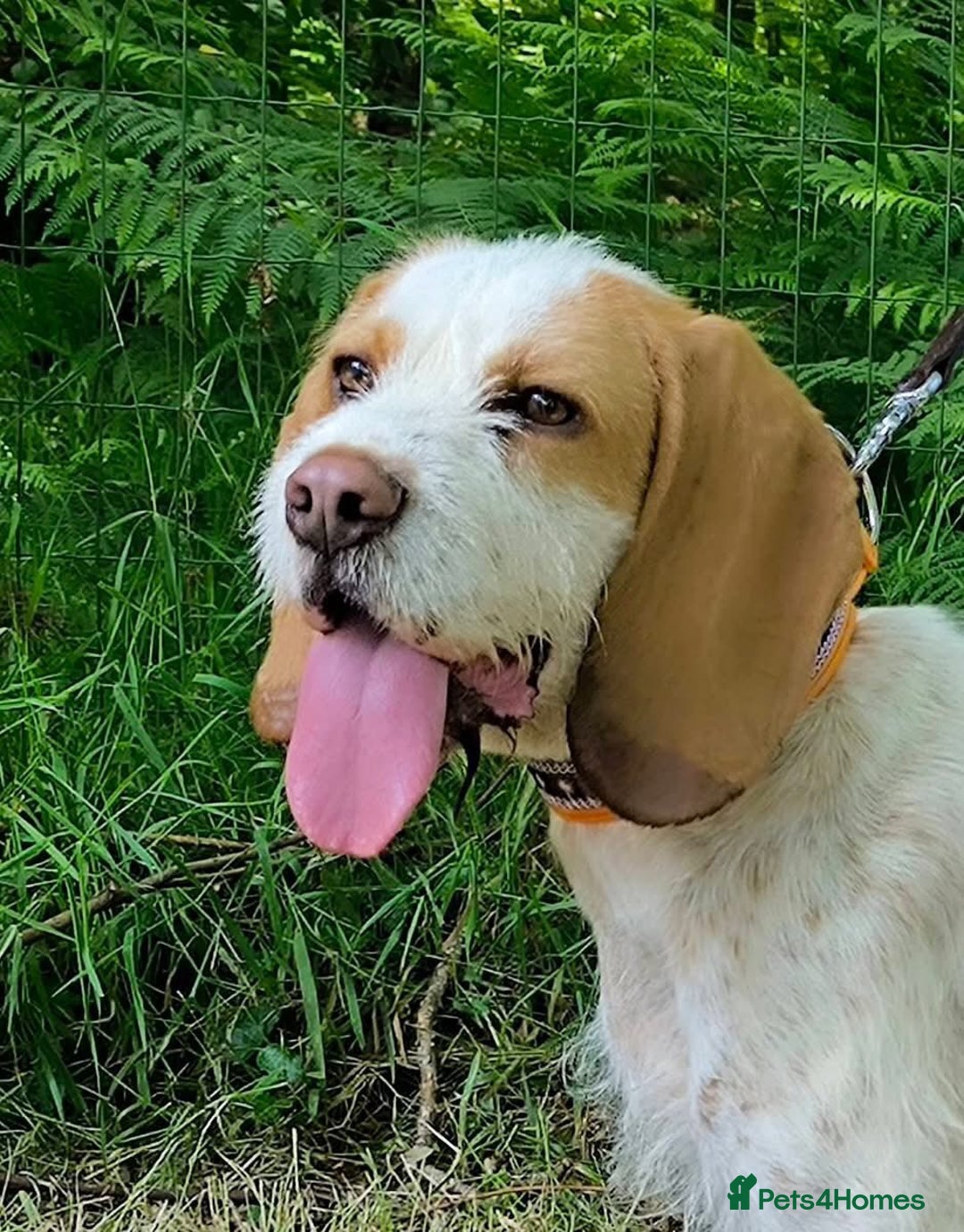 Mixed Breed dogs for adoption: Lovely Polly Griffon X looking for adoption - Advert 12