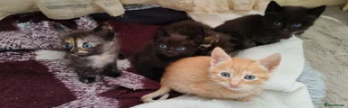 Mixed Breed Kitten 1