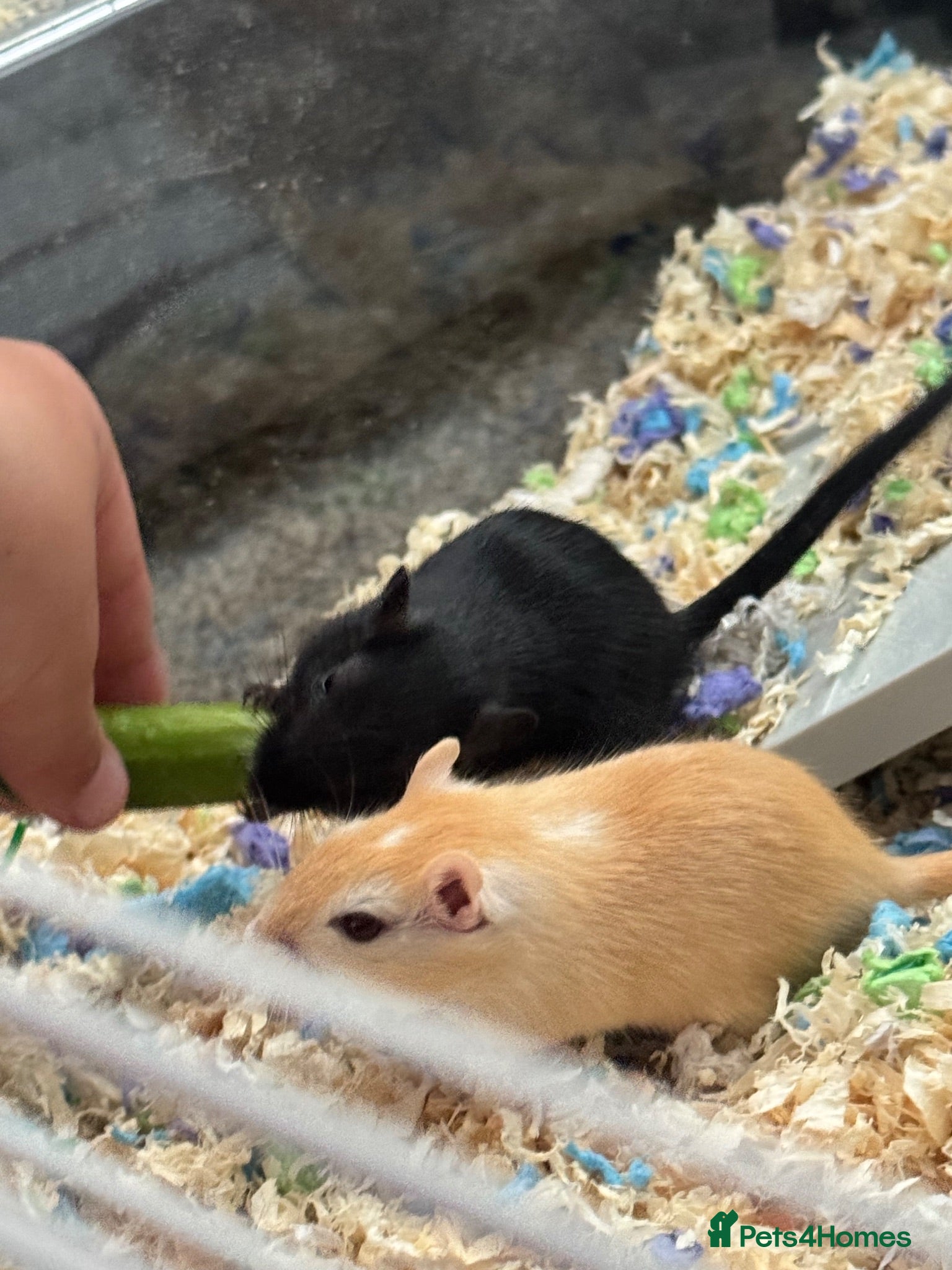 Gerbil rodents 2 x Female Gerbils  - Advert 3