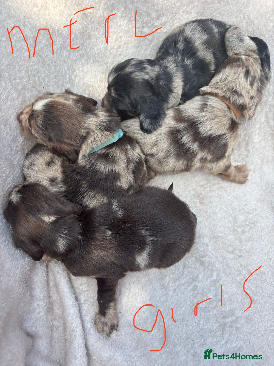 Cocker Spaniel dogs for sale: Merl cocker spaniel puppies  - Image 6