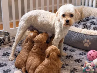Shihpoo dogs Shih-Tzu x Poodle Puppies (SHIHPOO F1b) - Advert 2