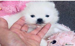 Pomeranian dogs for sale: Stunning Kc-reg boys 🌟🌟🌟🌟🌟 - Image 26