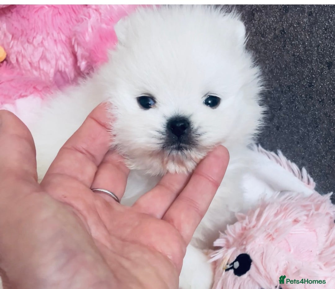 Pomeranian dogs for sale: Stunning Kc-reg boys 🌟🌟🌟🌟🌟 - Image 26