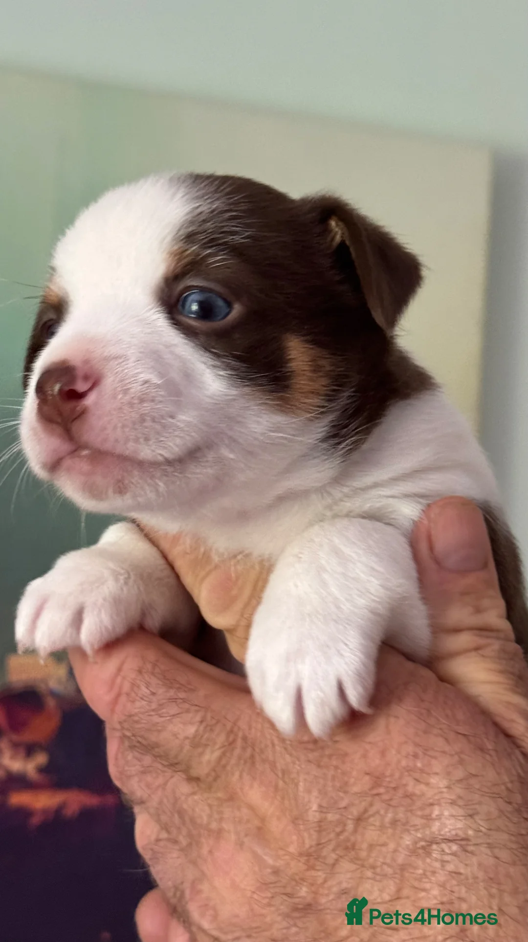 Mixed Breed dogs for sale: Adorable Jack Russell X Terrier puppies - Advert 2