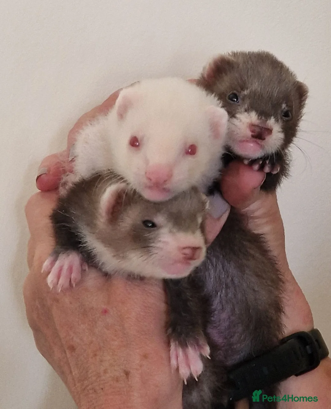 Ferret rodents for sale: Ferret kits - Advert 2