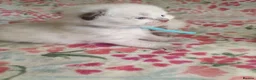 Ragdoll cats for sale: 💖 Beautiful Ragdoll kittens for Sale 💖 - Advert 6