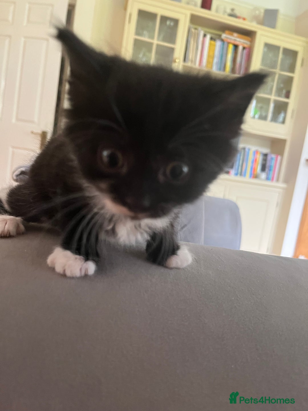 Domestic Shorthair cats for sale: Kittens for sale £120 - Image 11