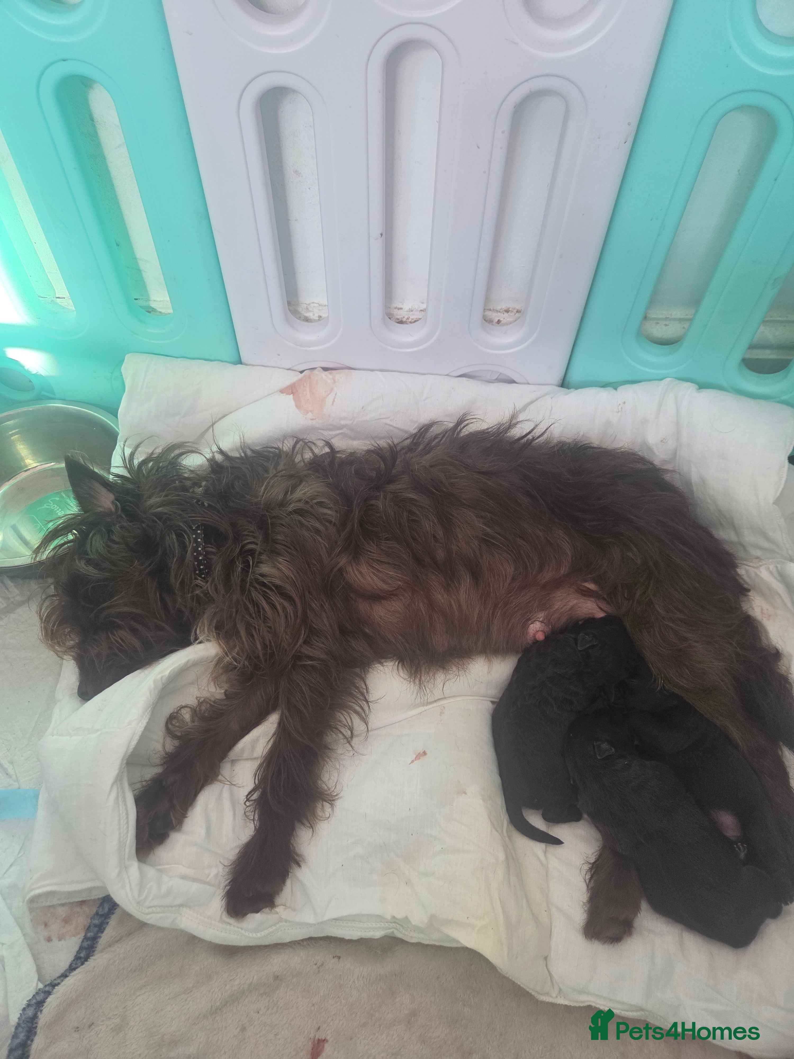 Patterdale Terrier dogs Patterdale terrier puppies  - Advert 5