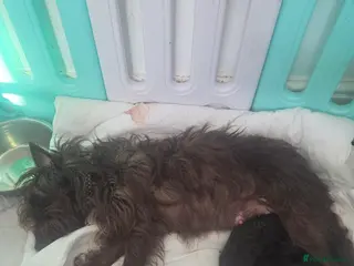 Patterdale Terrier dogs Patterdale terrier puppies - Advert 5