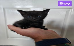 Ragdoll cats for sale: Ragdoll X Kittens - Ready to leave - Image 5