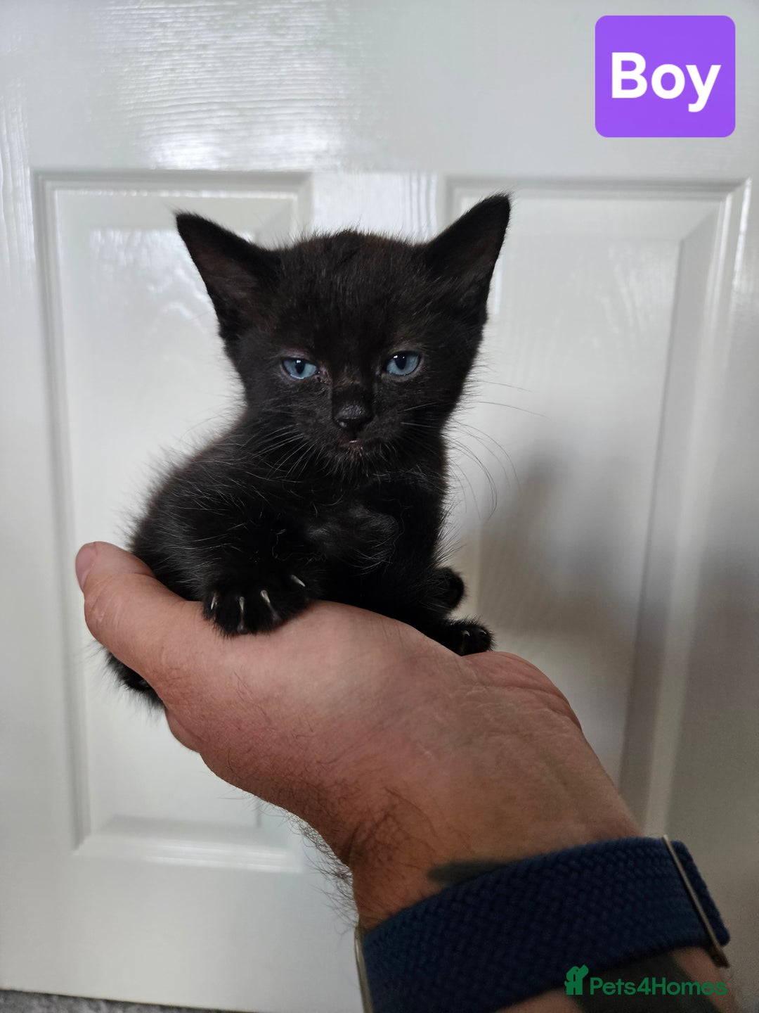 Ragdoll cats for sale: Ragdoll X Kittens - Ready to leave - Image 5