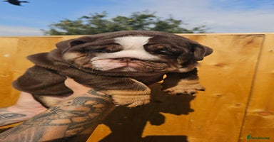 English Bulldog dogs - Advert 9