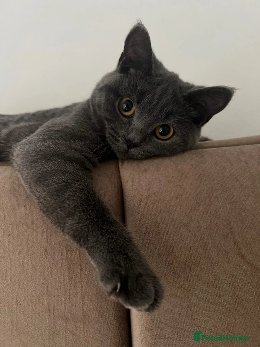 British Shorthair cats for sale: British Shorthair Kittens – Blue & Lilac 🐾 - Advert 1
