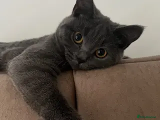 British Shorthair cats British Shorthair Kittens – Blue & Lilac 🐾 - Advert 1
