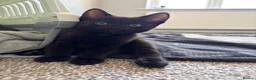 Russian Blue cats for sale: Russian blue x domestic kittens - Advert 8