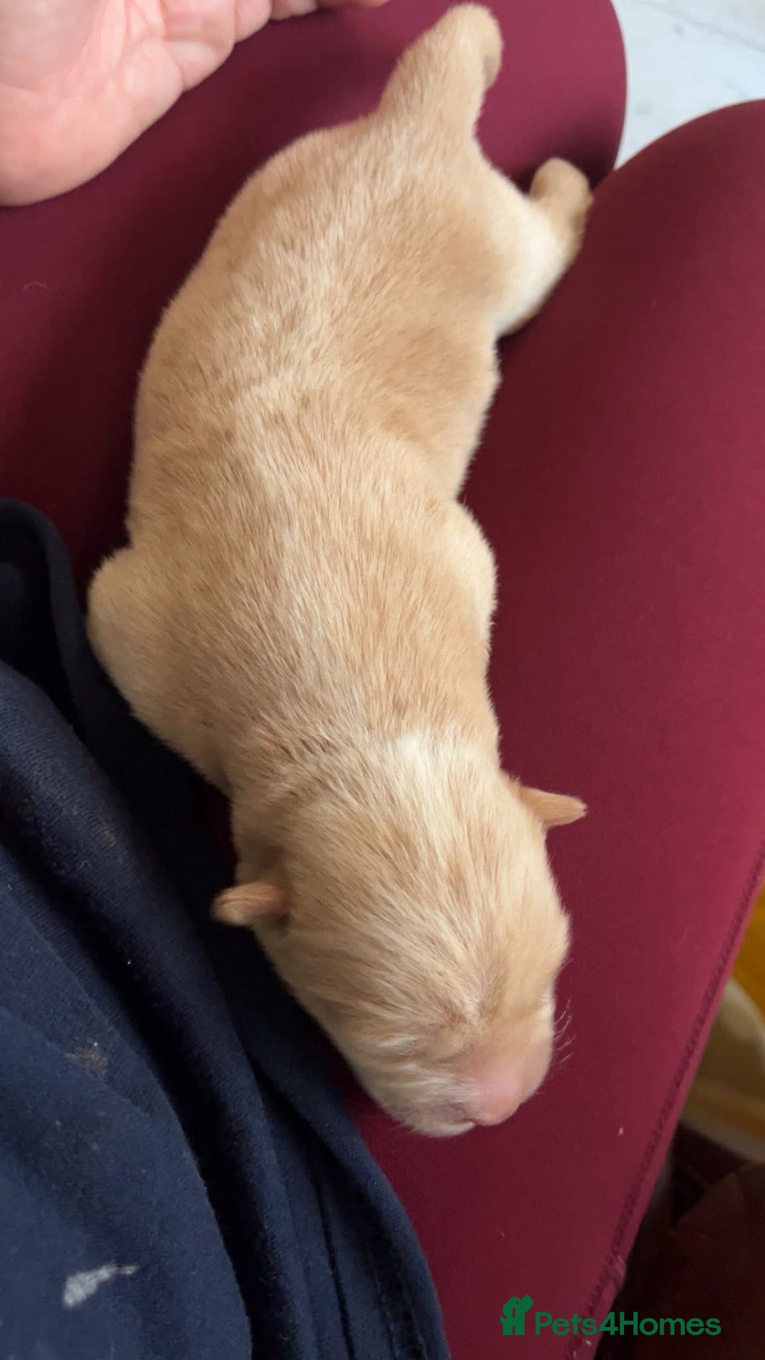 Chow Chow dogs for sale: Chow Puppies – Cream, Grey & Merle Available - Advert 12