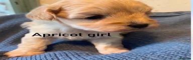 Maltipoo 3