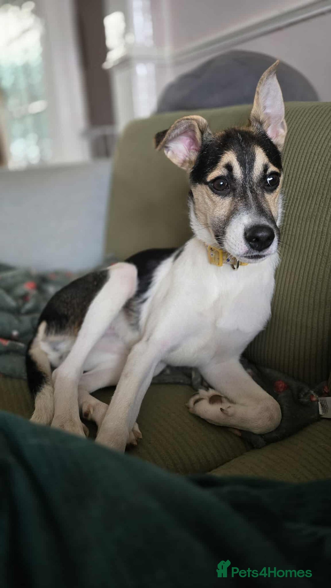 Mixed Breed dogs for adoption: Milkshake for adoption - Image 1