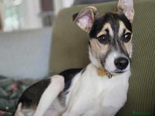 Mixed Breed dogs - Advert 21