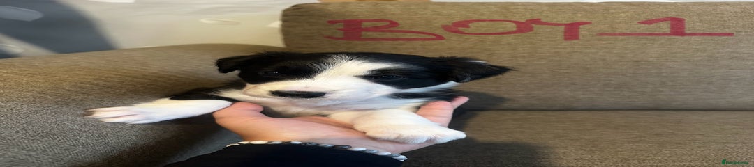 Border Collie Puppy 1