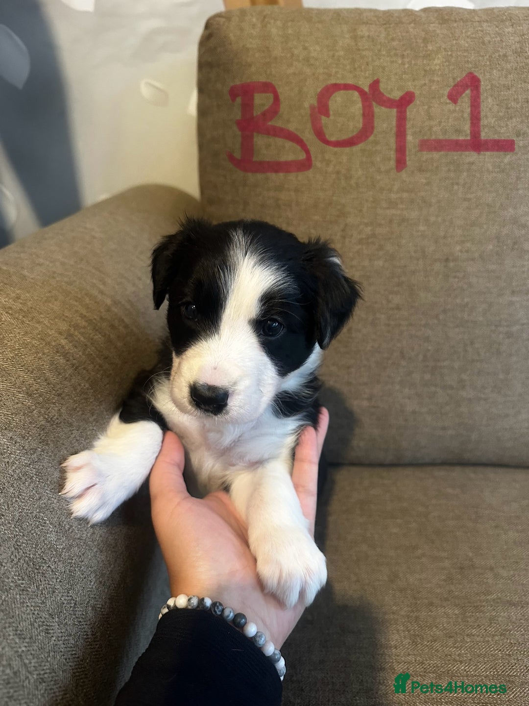 Border Collie dogs for sale: Border Collie puppies for sale - Image 12