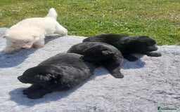 German Shepherd dogs for sale: Ready Now Beautiful Big Long Coated GSD Puppies - Image 16