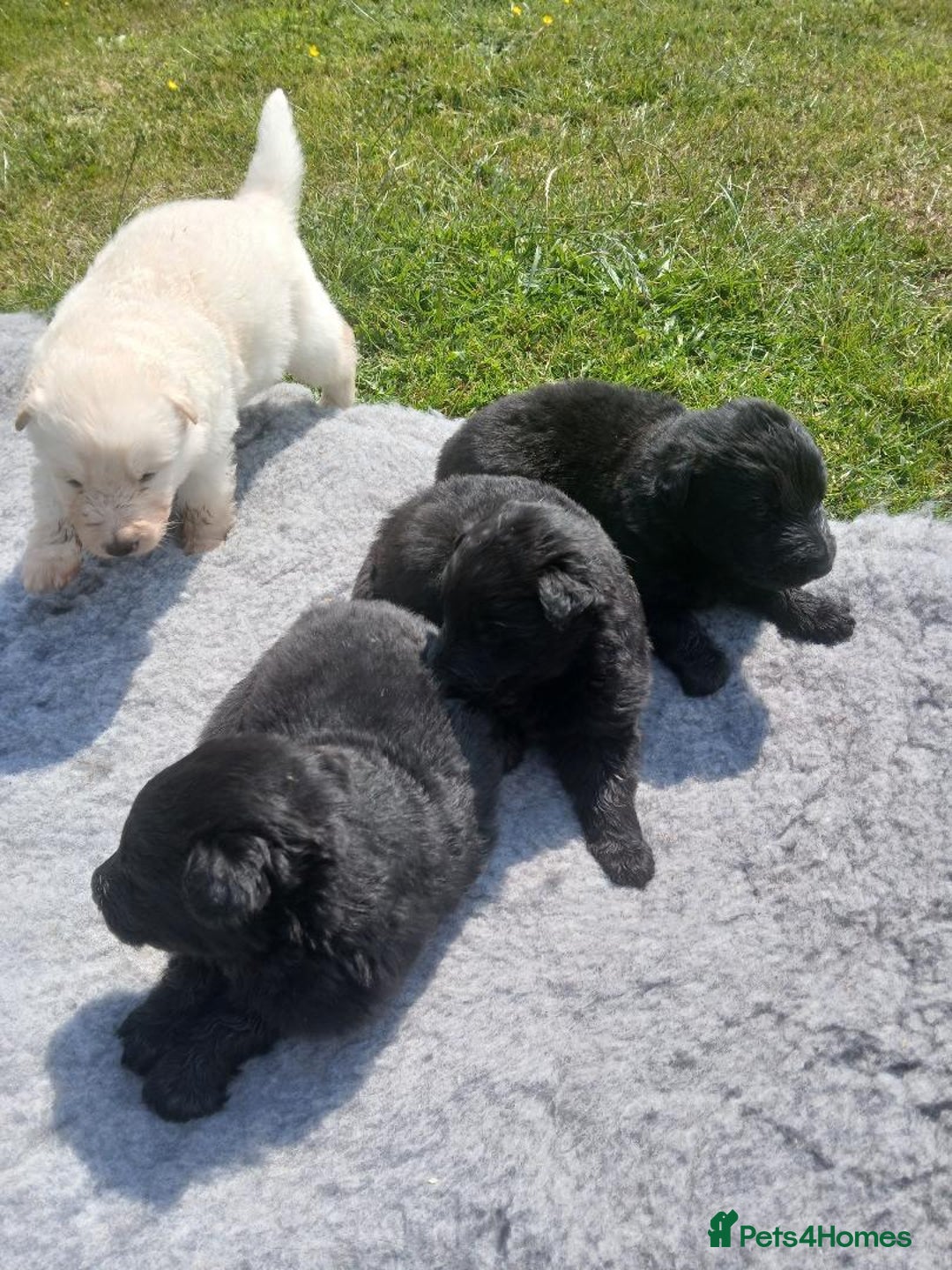 German Shepherd dogs for sale: Ready Now Beautiful Big Long Coated GSD Puppies - Image 16