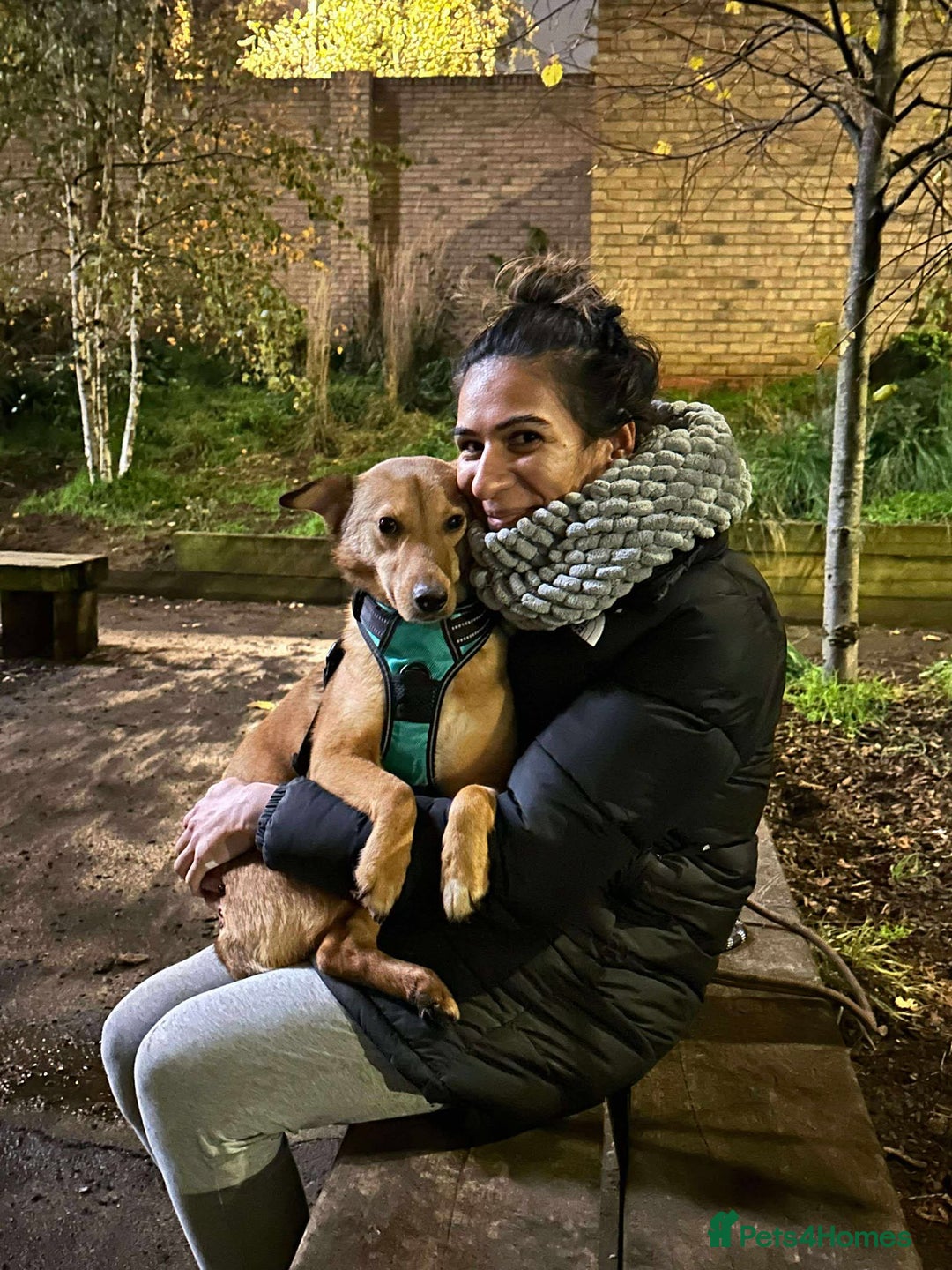 Mixed Breed dogs for adoption: Fajitas for adoption - Advert 2