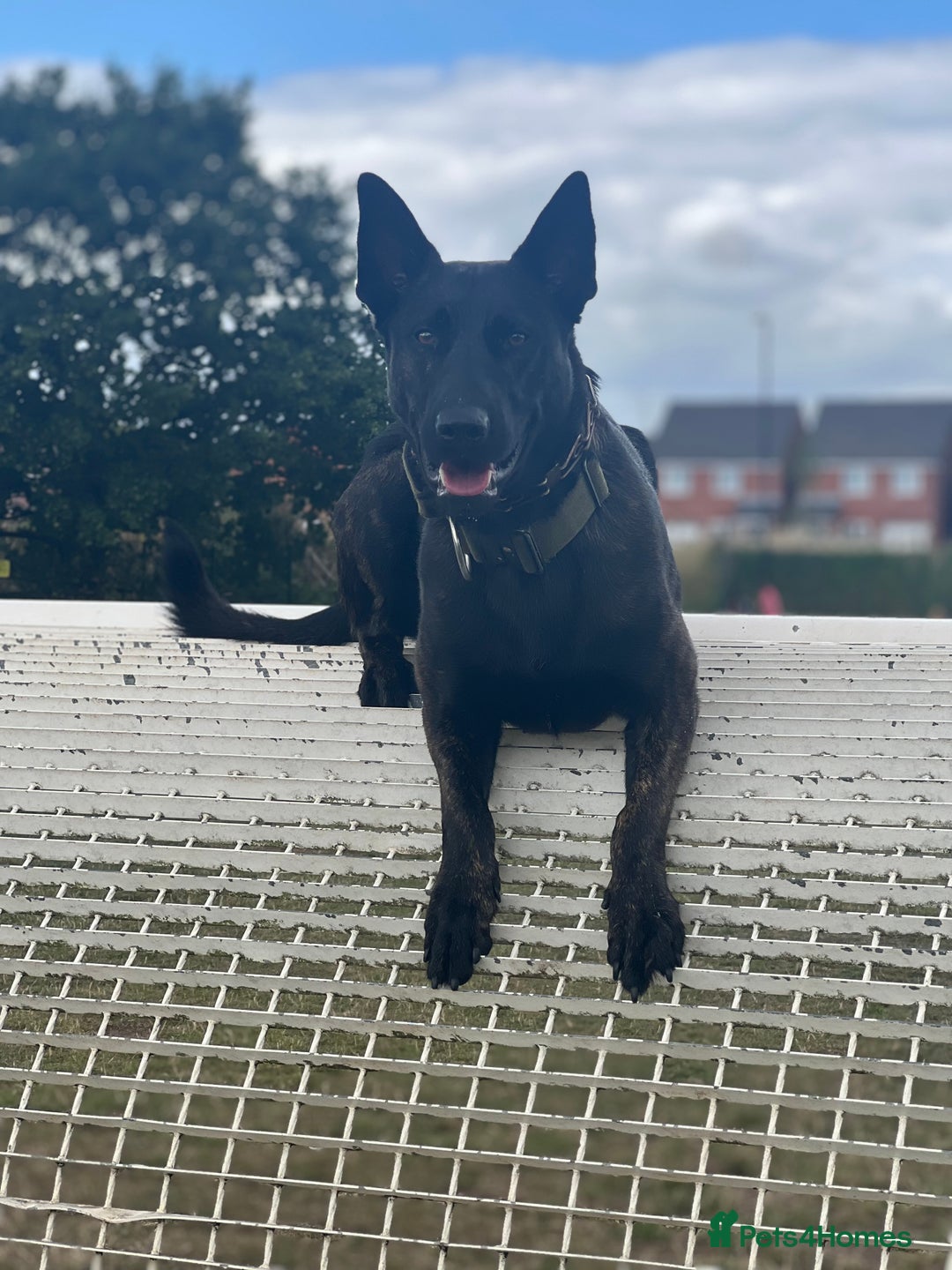 Belgian Shepherd Dog dogs for sale: Dutch Herder - Image 3
