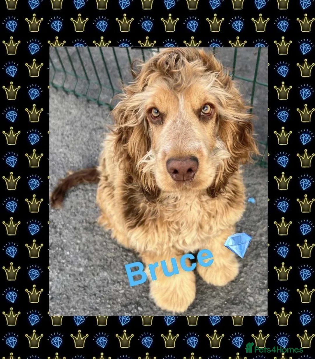 Cocker Spaniel dogs for stud: Bruce for stud kc/ health tested  - Advert 1