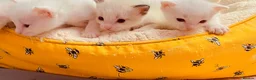 Ragdoll cats for sale: ragdoll kitten different eye colours  - Advert 5