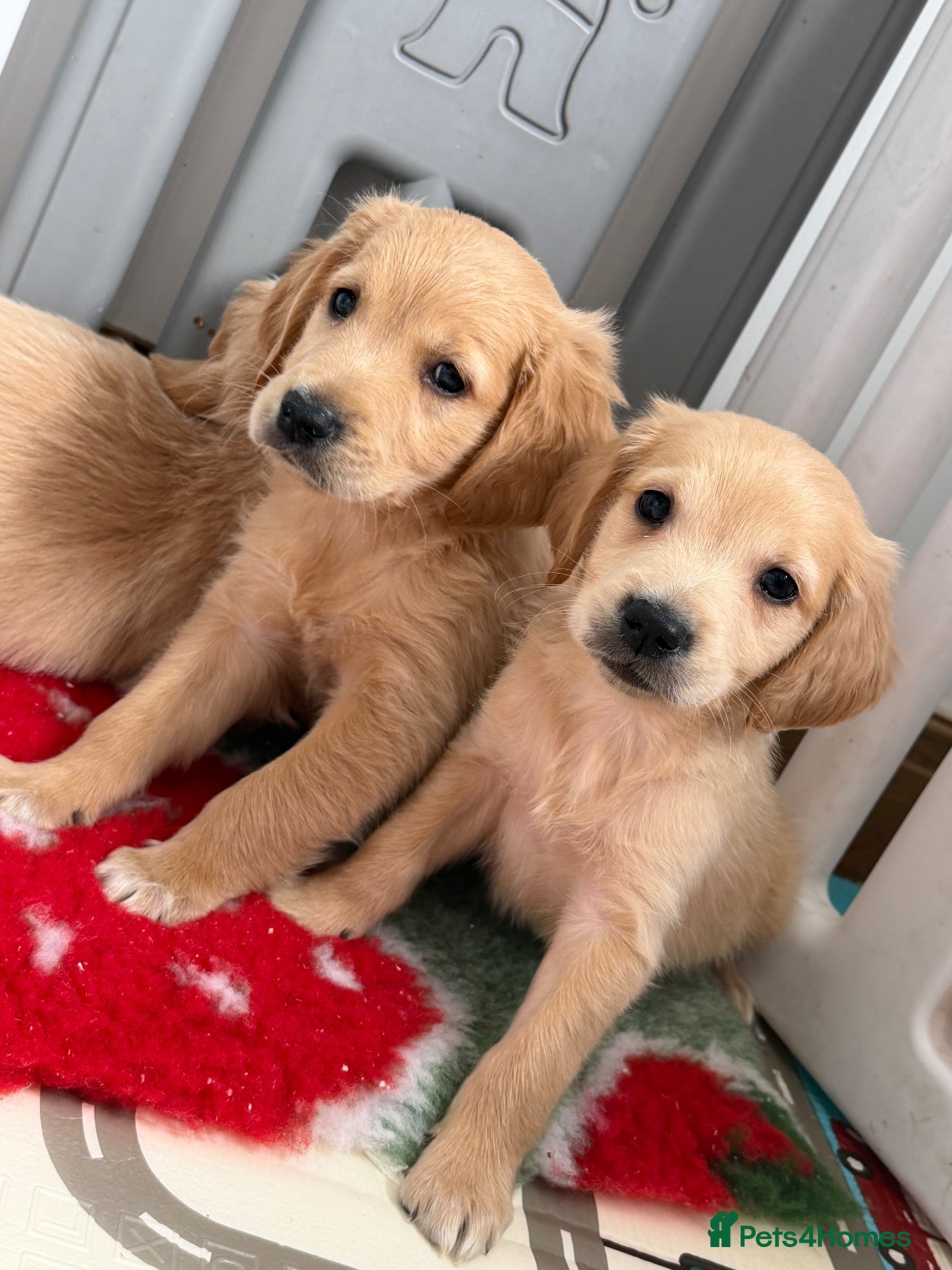 Golden Retriever dogs Ready to leave Kc reg beautiful litter of puppies - Advert 3