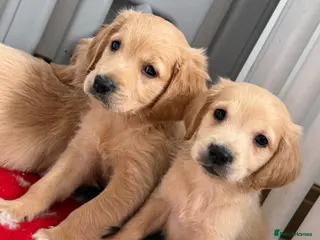 Golden Retriever dogs Ready to leave Kc reg beautiful litter of puppies - Advert 3
