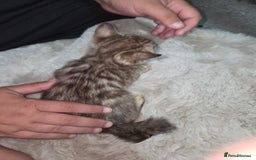Bengal cats for sale:  1 stunning male bengal kitten (reduced price) - Image 8